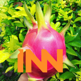 WHOLESALE WORLD FRESH DRAGON PITAYA WHITE DRAGON FRUIT